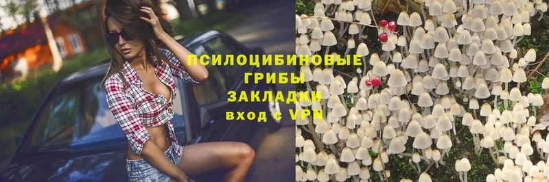 Псилоцибиновые грибы Psilocybe  Кизляр 